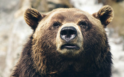 The NASDAQ Bear Woke Up Angry on March 7th