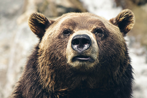 The NASDAQ Bear Woke Up Angry on March 7th